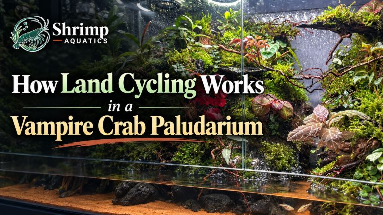How Land Cycling Works in a Vampire Crab Paludarium