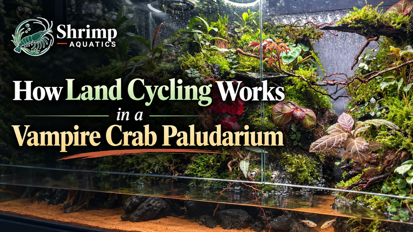 How Land Cycling Works in a Vampire Crab Paludarium