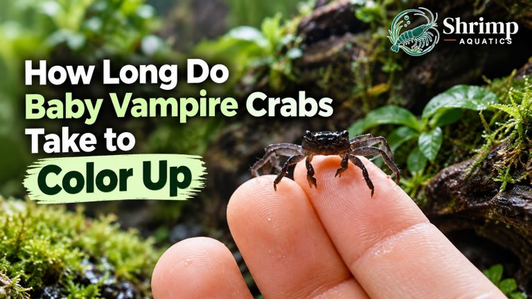How Long Do Baby Vampire Crabs Take to Color Up
