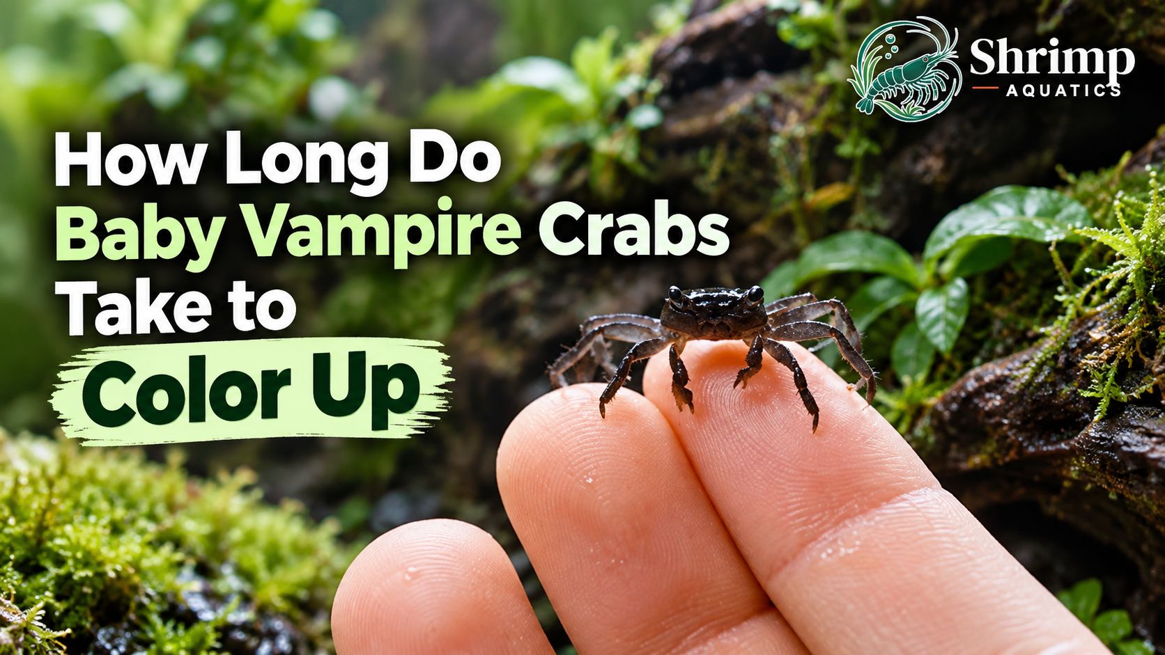 How Long Do Baby Vampire Crabs Take to Color Up