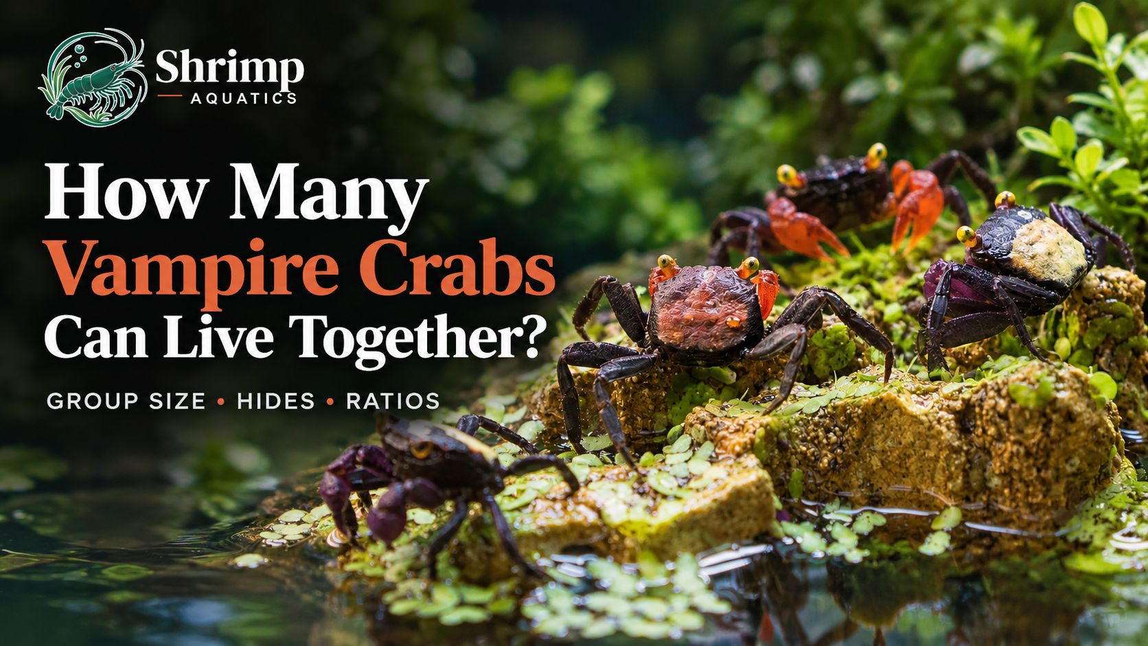How Many Vampire Crabs Can Live Together