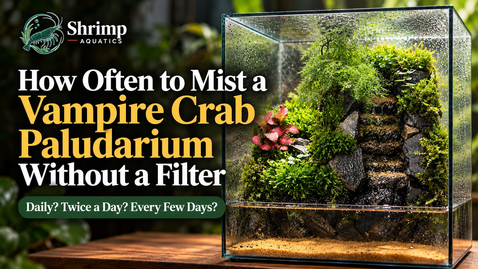 How Often to Mist a Vampire Crab Paludarium