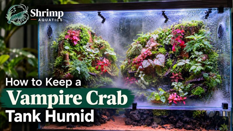 How to Keep a Vampire Crab Tank Humid
