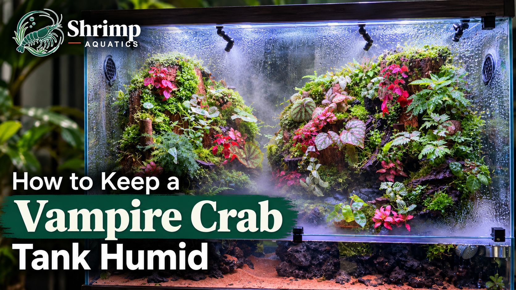 How to Keep a Vampire Crab Tank Humid