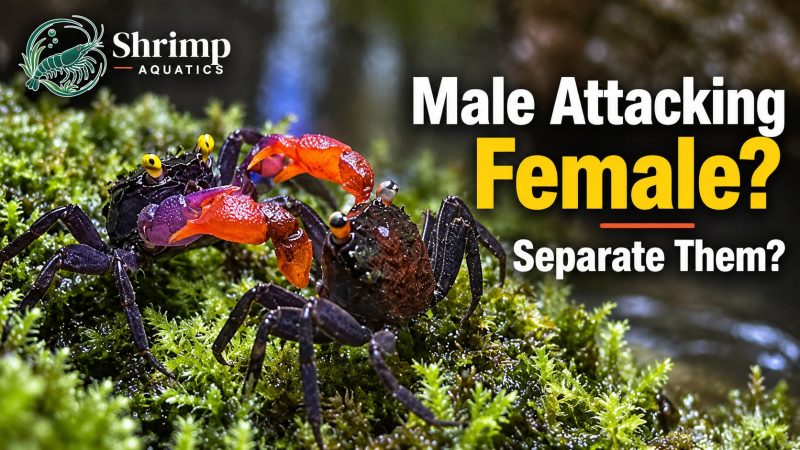 Should You Separate a Male Vampire Crab That Keeps Attacking a Female