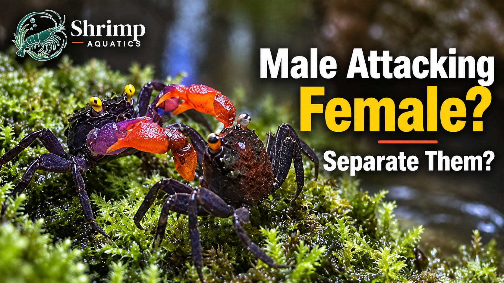 Should You Separate a Male Vampire Crab That Keeps Attacking a Female