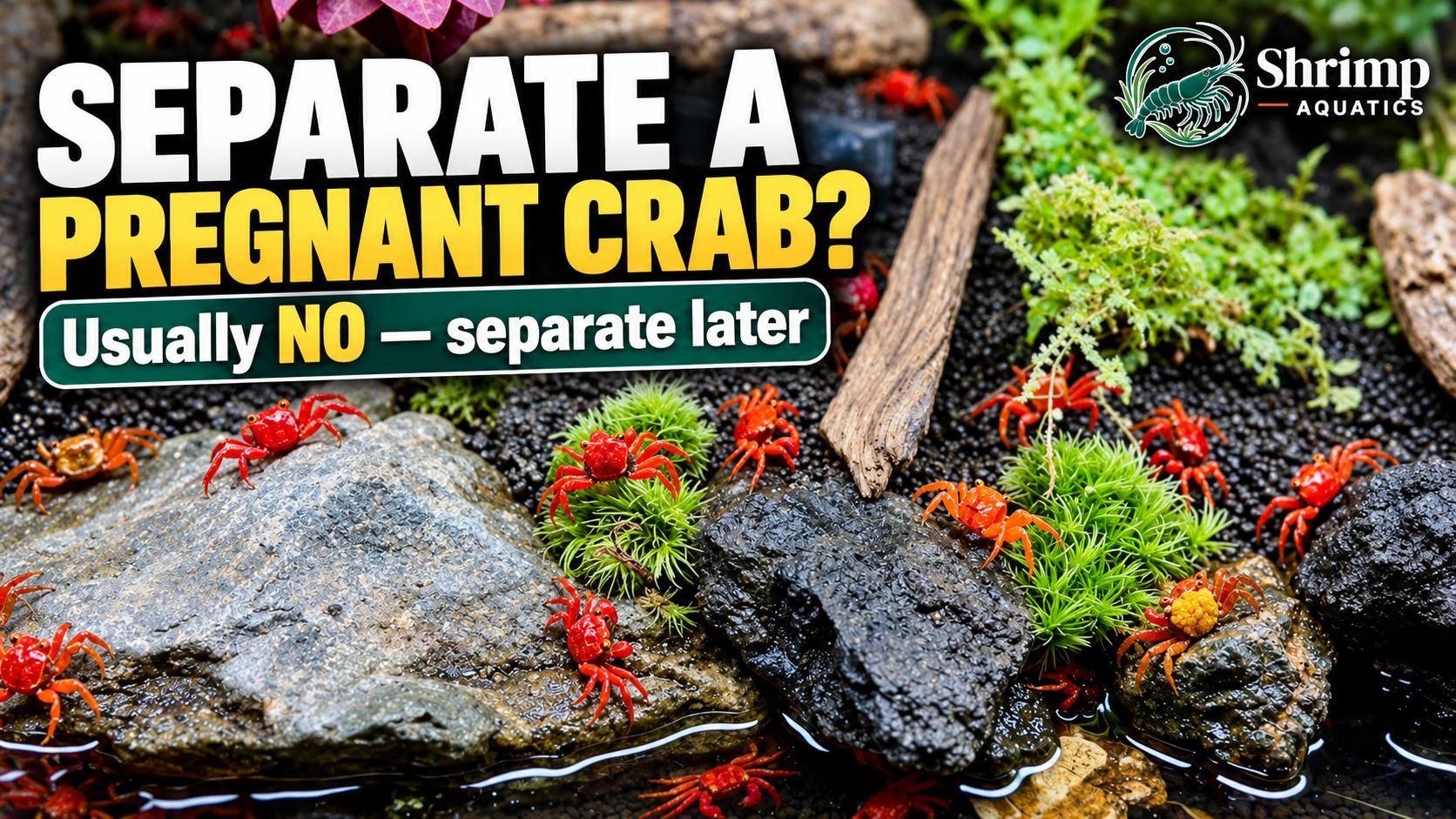 Should You Separate a Pregnant Vampire Crab From the Group?