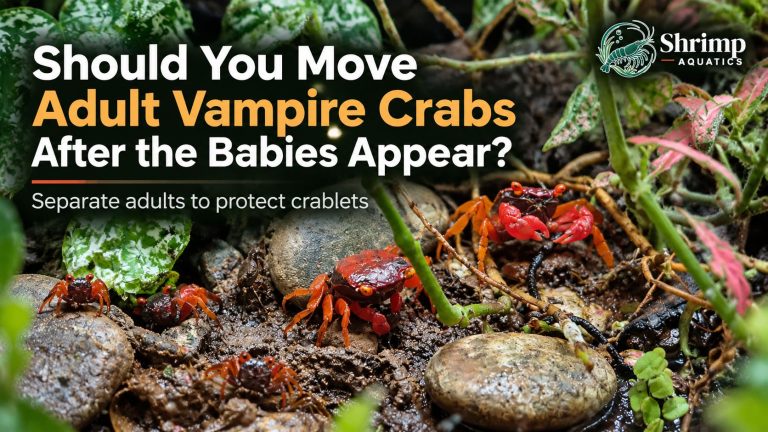 Should You Move Adult Vampire Crabs After the Babies Appear