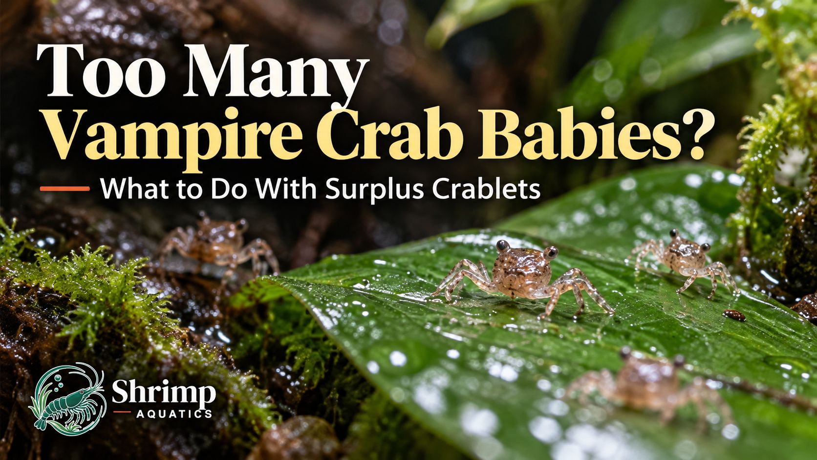 Too Many Vampire Crab Babies