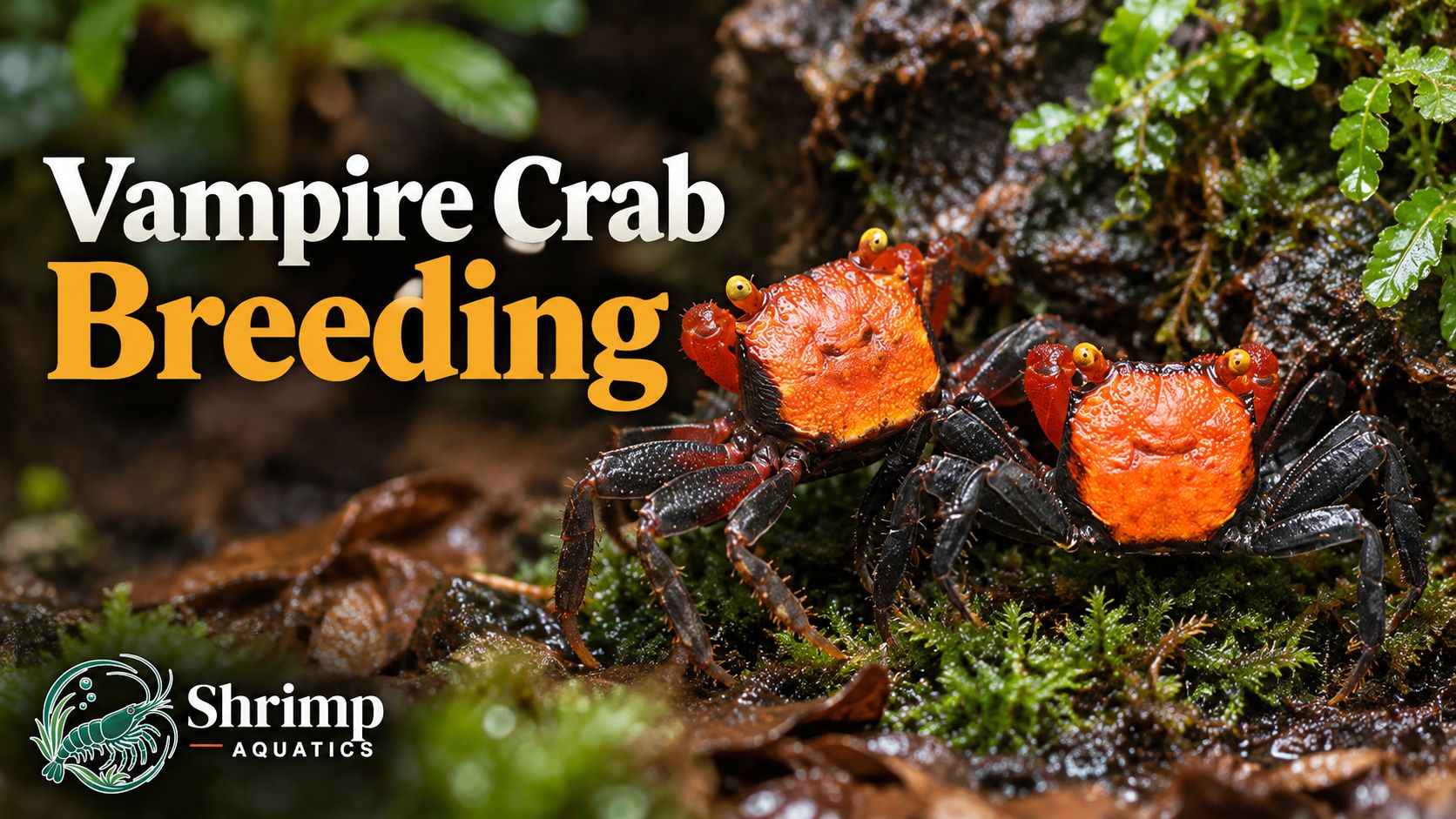 Vampire Crab Breeding