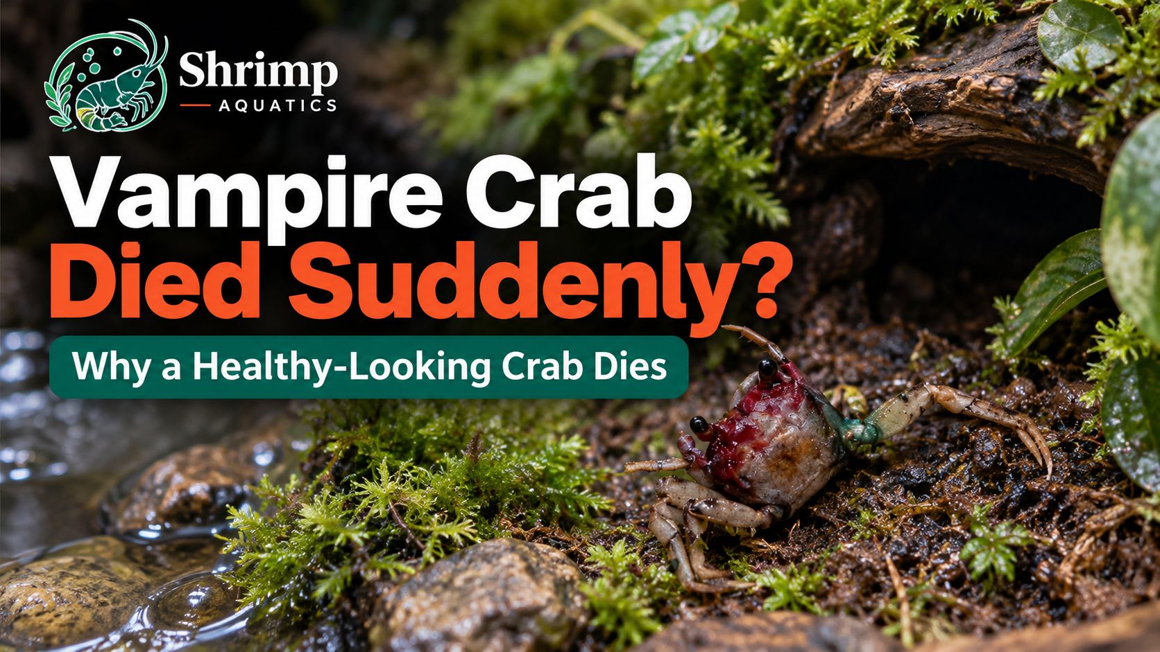 Vampire Crab Died Suddenly