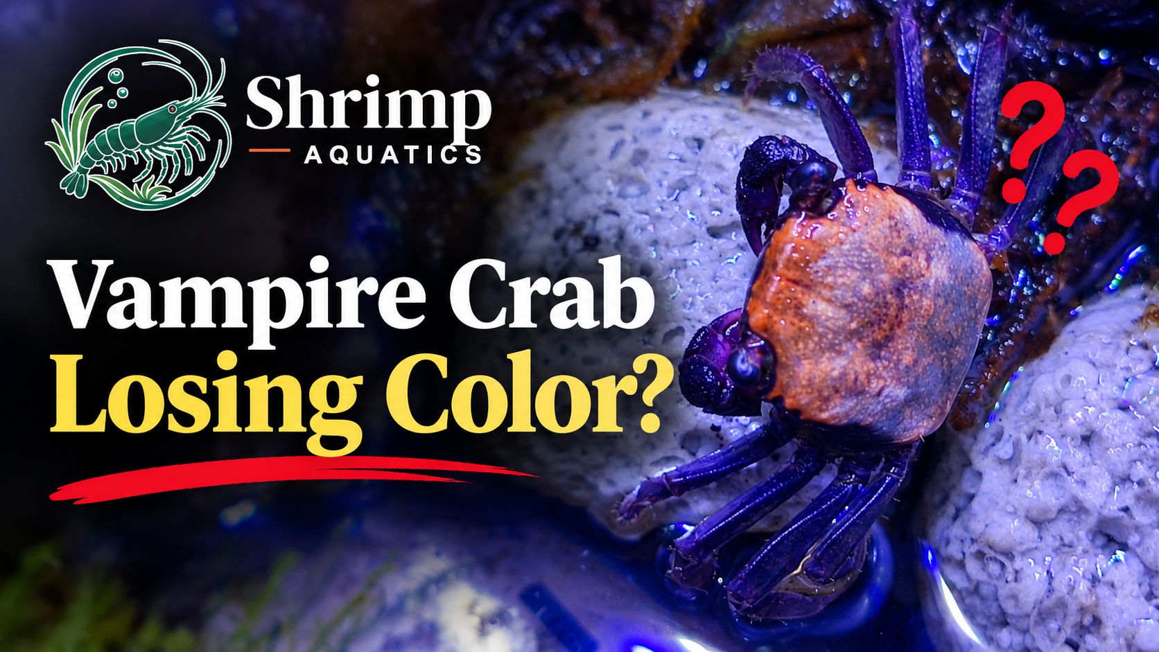 Vampire Crab Losing Color