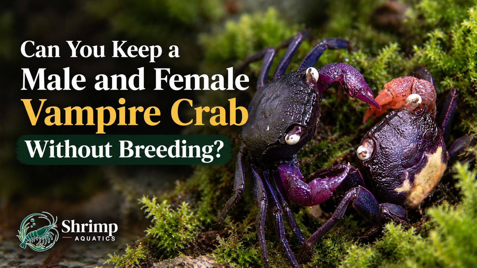 Can You Keep a Male and Female Vampire Crab Without Them Breeding