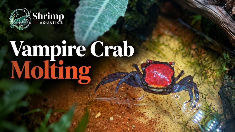 Vampire Crab Molting