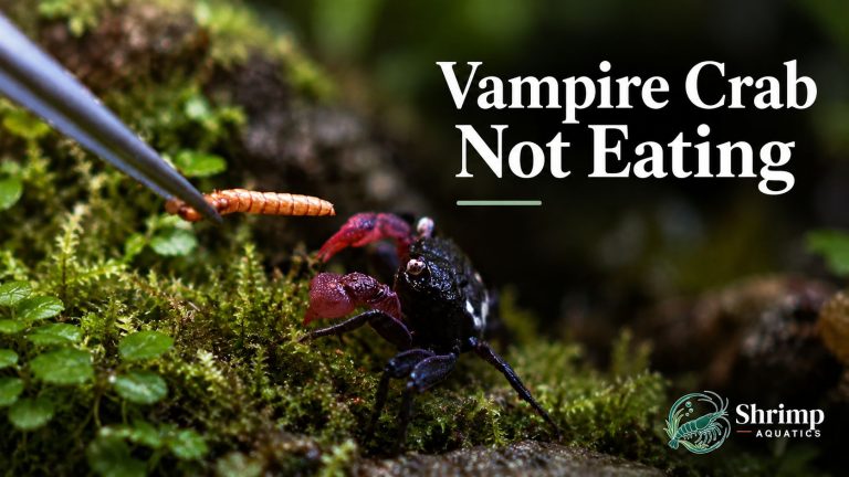 Vampire Crab Not Eating? Night Feeding, New Crabs and Molts