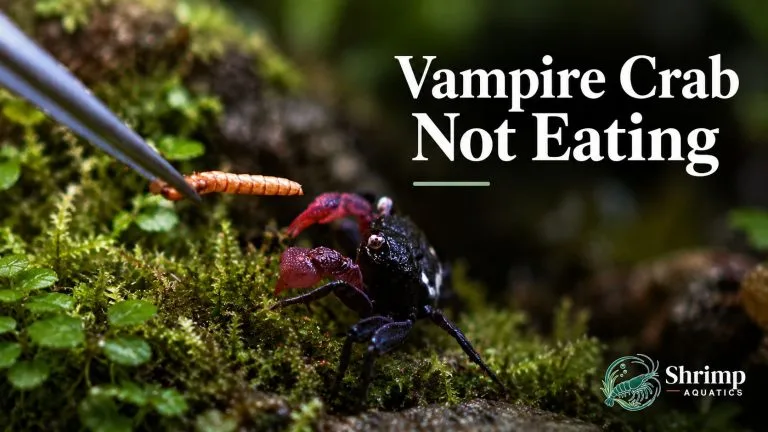 Vampire Crab Not Eating