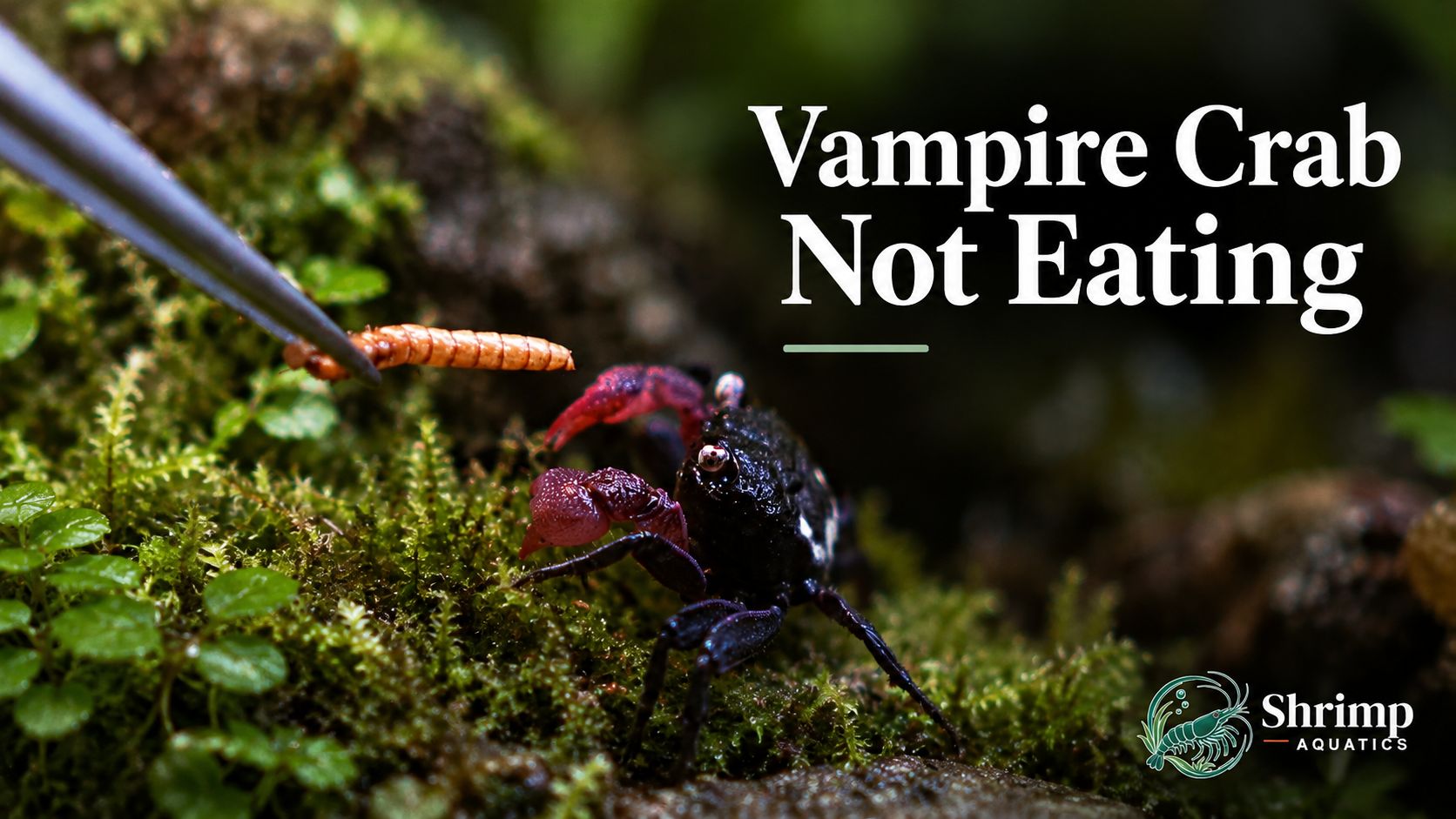 Vampire Crab Not Eating