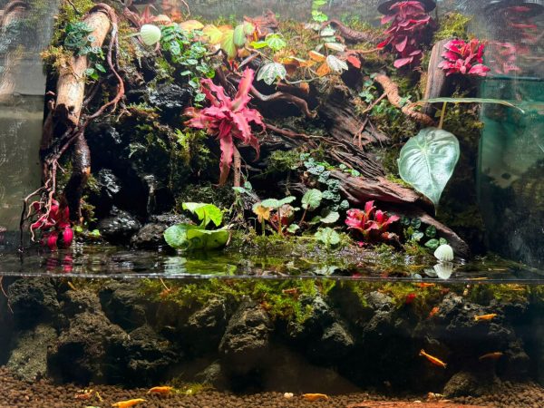 Vampire Crab Tank Mates