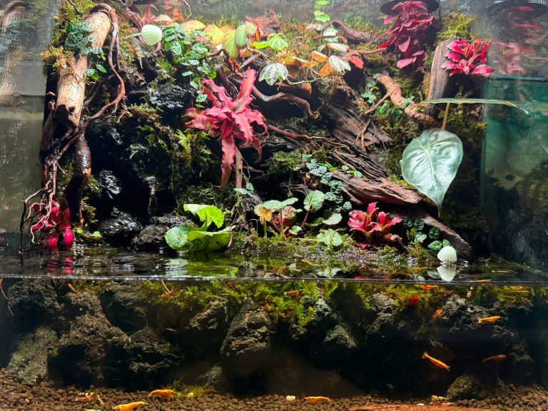 Vampire Crab Tank Mates