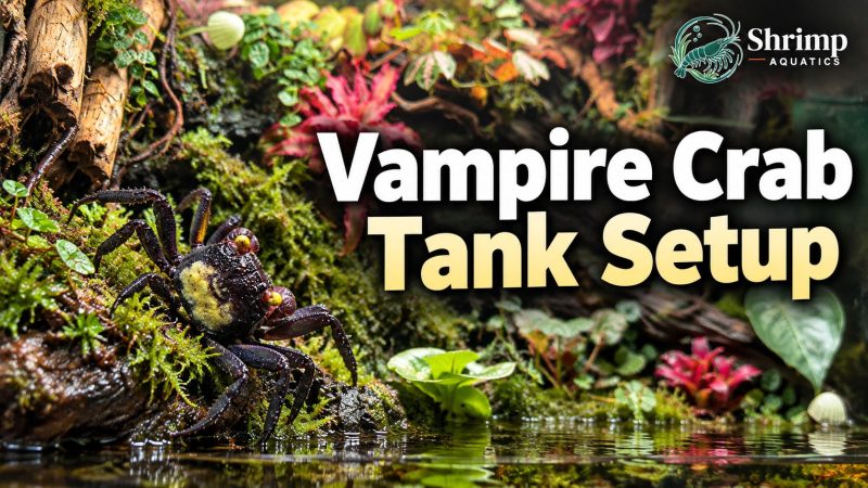 Vampire Crab Tank Setup