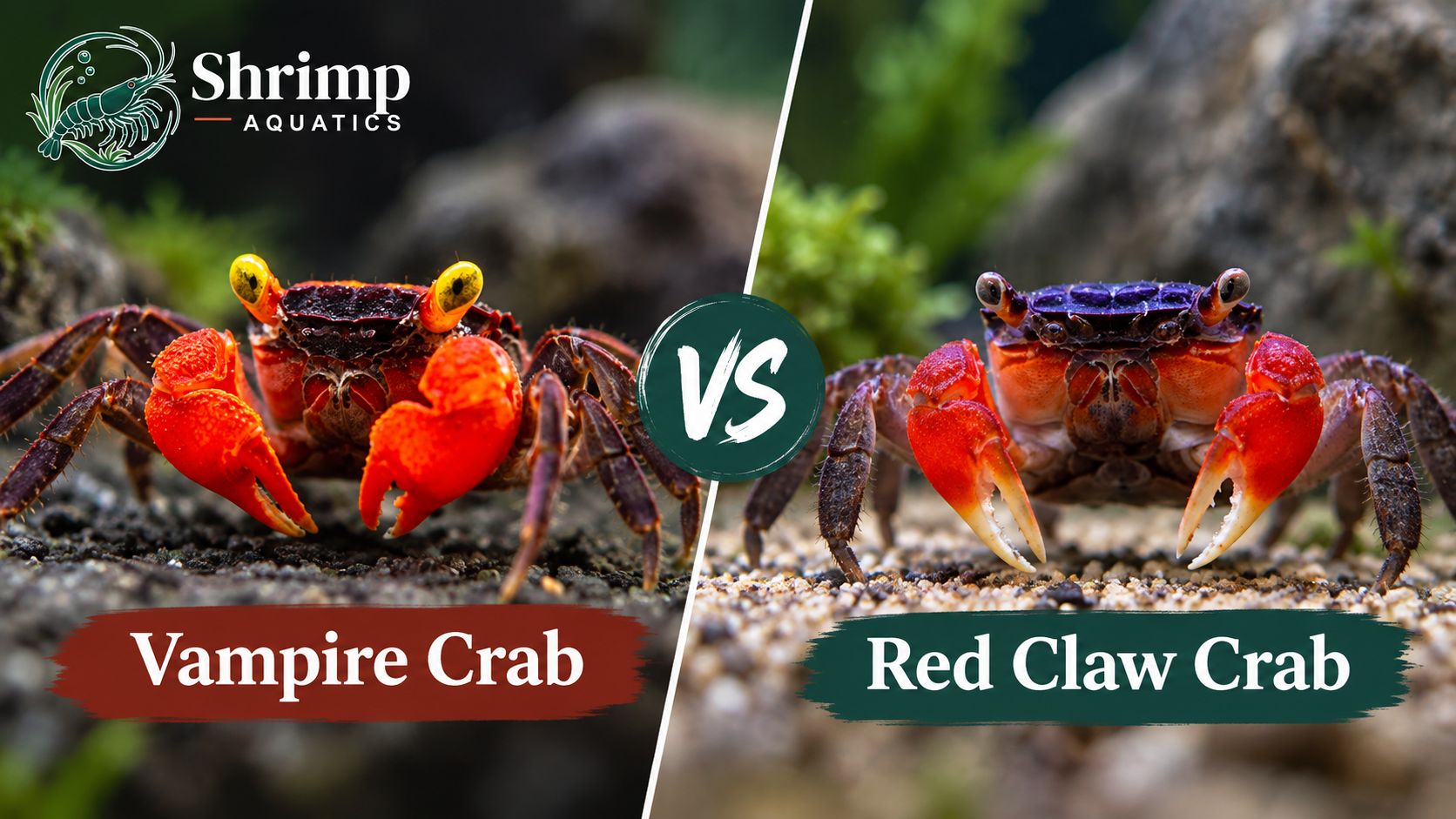 Vampire Crab vs Red Claw Crab