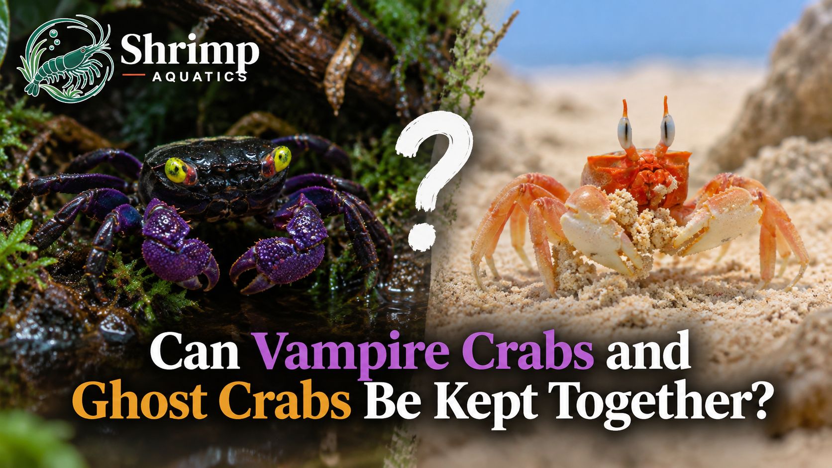 Can Vampire Crabs and Ghost Crabs Be Kept Together