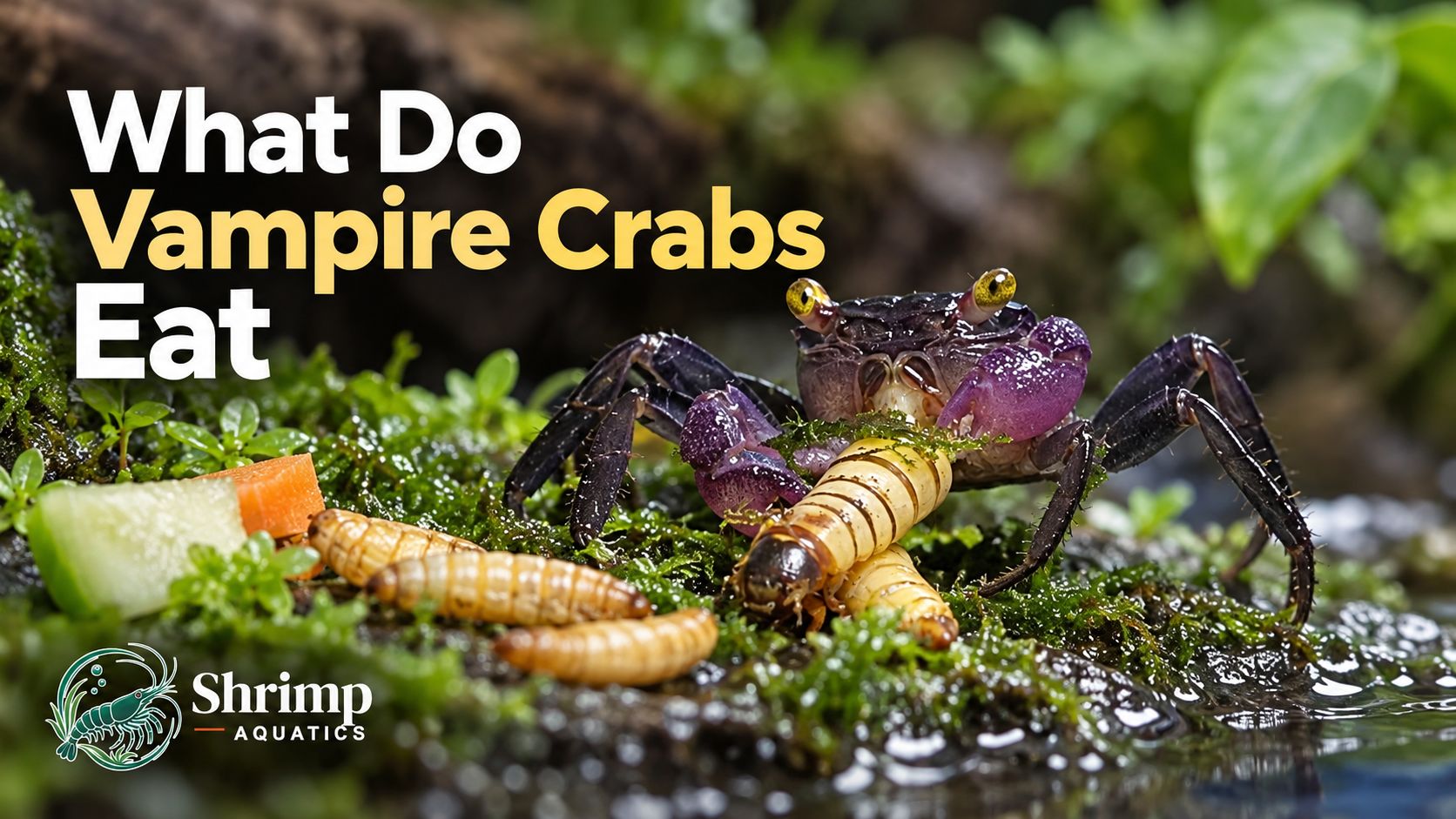What Do Vampire Crabs Eat