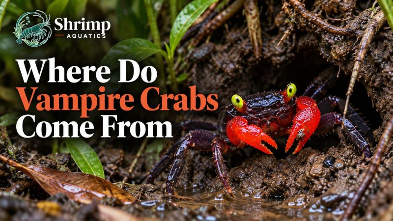 Where Do Vampire Crabs Come From