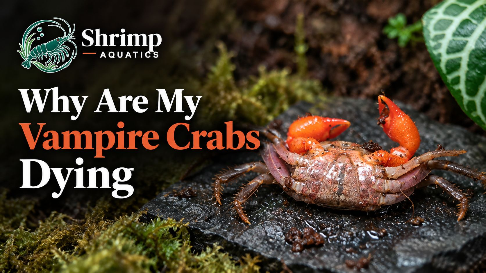 Why Are My Vampire Crabs Dying
