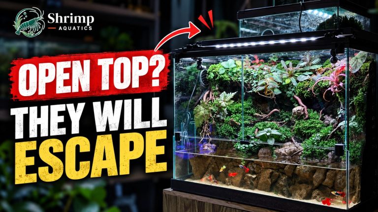 Will Vampire Crabs Escape From an Open-Top Enclosure?