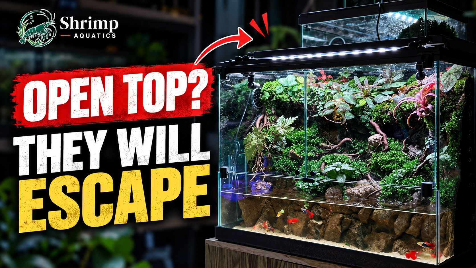 Will vampire crabs escape from an open-top enclosure